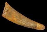 Fossil Pterosaur (Siroccopteryx) Tooth - Morocco #134650-1